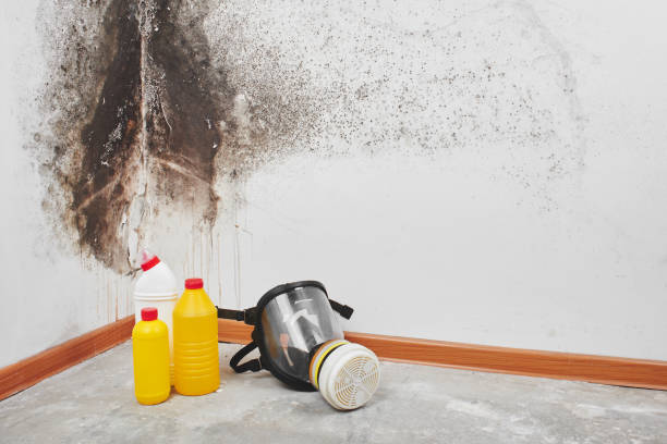 Best Crawl Space Mold Remediation in Riverdale, CA