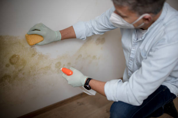 Best White Mold Remediation in Riverdale, CA