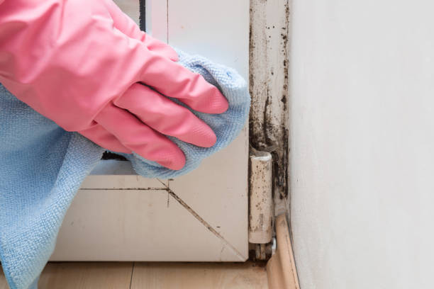 Best Mold Remediation for Specific Building Types in Riverdale, CA